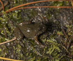 Insuetophrynus acarpicus