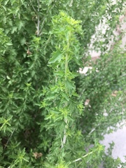 Brickellia laciniata