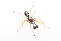 Neottiura suaveolens