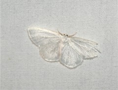 Lomographa vestaliata