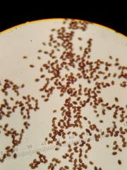 Micacei