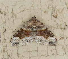 Xanthorhoe defensaria