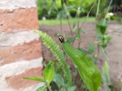 Desmogramma