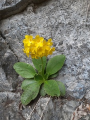 Primula auricula