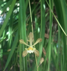 Encyclia papillosa