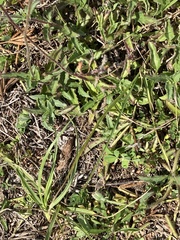 Tridax procumbens image