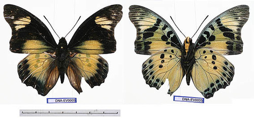 Euphaedra Charaxes