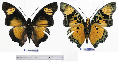 Euphaedra Charaxes