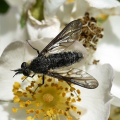 Aldrichia ehrmanii