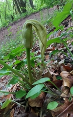 Arum maculatum