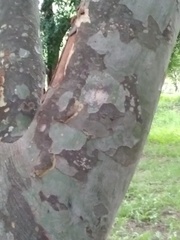 Libidibia paraguariensis