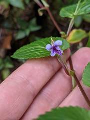 Viola scandens