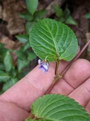 Viola scandens