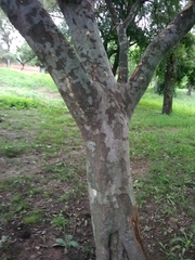 Libidibia paraguariensis