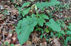 Arum maculatum