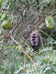 Libidibia paraguariensis