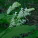 Maianthemum racemosum - Photo (c) Michael J. Papay, algunos derechos reservados (CC BY), subido por Michael J. Papay