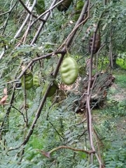 Libidibia paraguariensis