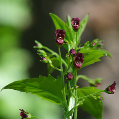 Scrophularia peregrina