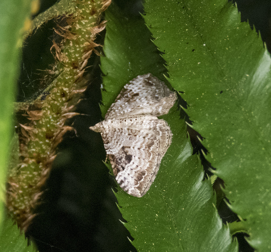 Xanthorhoe pontiaria