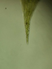 Plagiothecium succulentum