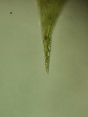 Plagiothecium succulentum