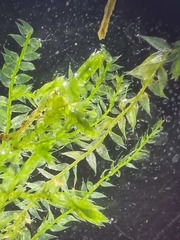 Plagiothecium succulentum