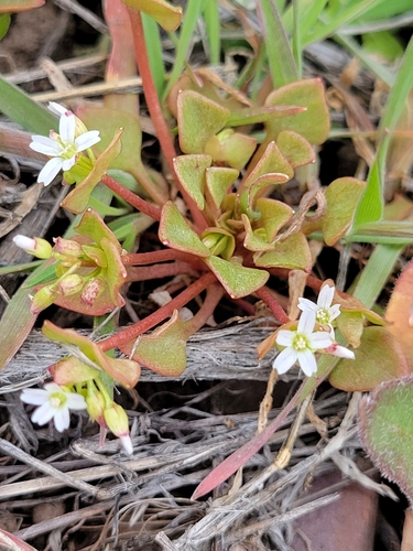 Claytonia rubra