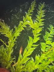 Plagiothecium succulentum