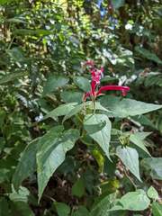 Siphocampylus nematosepalus