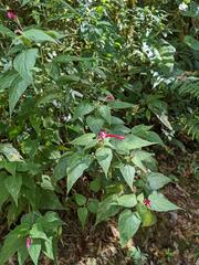 Siphocampylus nematosepalus