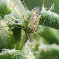 Closterotomus putoni