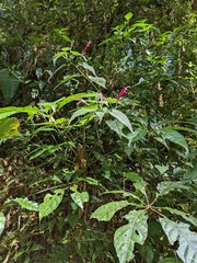 Siphocampylus nematosepalus