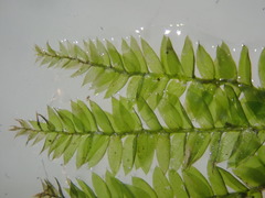 Plagiothecium nemorale