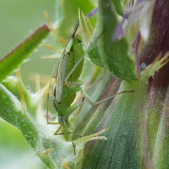 Closterotomus putoni