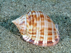Semicassis undulata