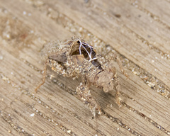 Octogomphus specularis