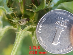 Closterotomus putoni