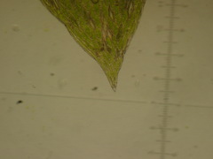 Plagiothecium nemorale