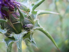 Closterotomus putoni