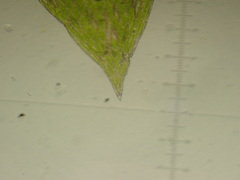 Plagiothecium nemorale