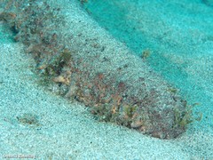 Holothuria arguinensis