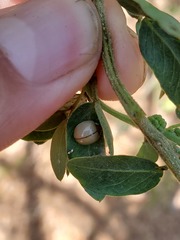 Paraneda viridescens