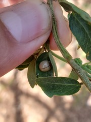 Paraneda viridescens