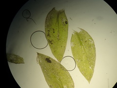 Plagiothecium nemorale