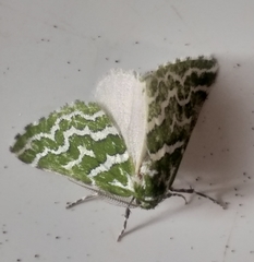 Argyrographa moderata