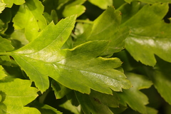 Phyllocoptes goniothorax