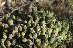 Euphorbia caput-medusae