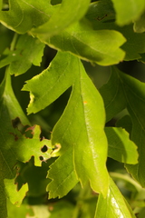 Phyllocoptes goniothorax