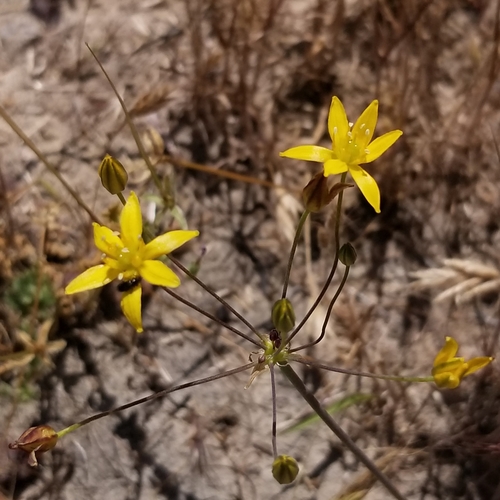 Image of Bloomeria clevelandii by (c) James C. Davis, some rights reserved (CC BY-SA)